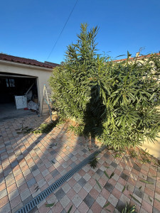 Photo de galerie - Taille de haies et d'arbustes