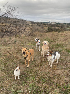 Photo de galerie - Les cop'chiens en balade