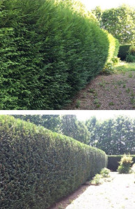 Photo de galerie - Taille haie 