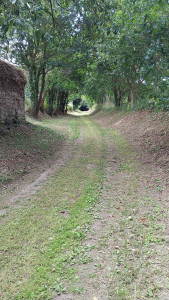 Photo de galerie - Débroussaillage