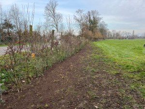 Photo de galerie - Plantation pyracantha