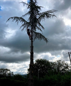 Photo de galerie - Elagage et coupe d'arbres