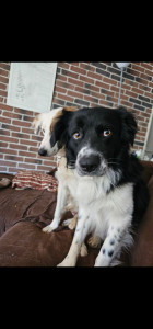 Photo de galerie - Mes 2 amours de border collie. Taiko et Vega.