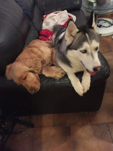 Photo de galerie - Garde chien