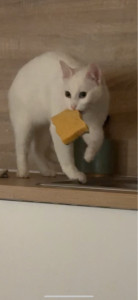 Photo de galerie - Voici Pistache ?