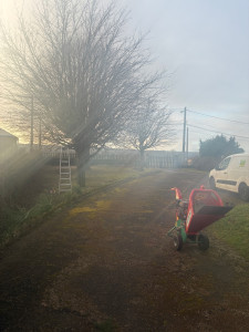 Photo de galerie - Elagage et coupe d'arbres