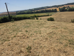 Photo de galerie - Tonte de pelouse - Débroussaillage