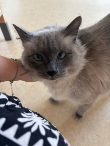 Photo de galerie - Mon petit chat aux yeux bleu. Raïkiki ? #Gardé 1 semaine.