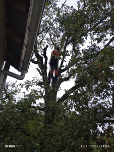 Photo de galerie - Elagage et coupe d'arbres