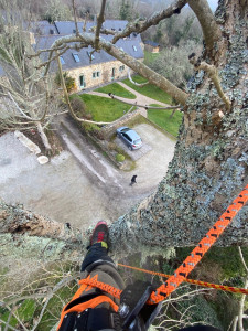 Photo de galerie - Elagage et coupe d'arbres