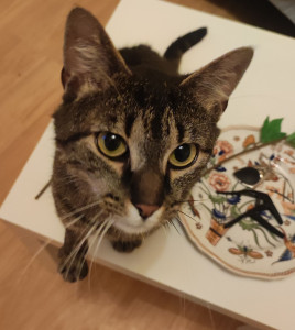 Photo de galerie - Garde d'animaux à domicile ou au domicile du petsitter. 