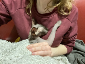 Photo de galerie - Garde chat