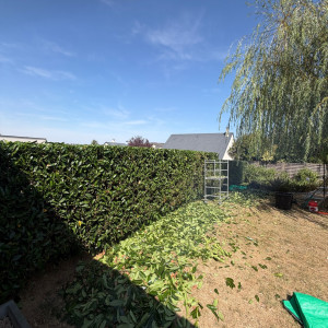Photo de galerie - Taille de haie 