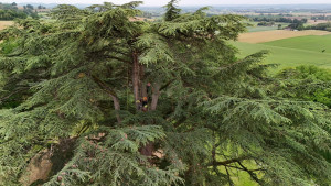 Photo de galerie - Taille de bois mort 