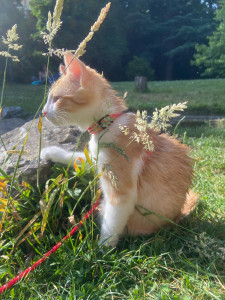 Photo de galerie - Alvin en promenade 