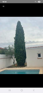 Photo de galerie - Abattage 