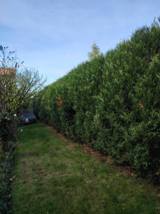 Photo de galerie - Haie de cypres de 40m sur 5 m de haut( avant)