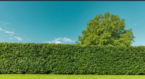 Photo de galerie - Haie tailler 