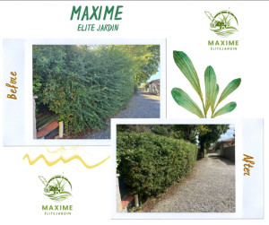 Photo de galerie - Taille de haie 