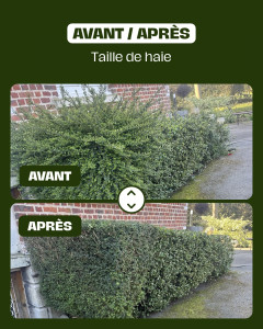 Photo de galerie - Taille de haies et d'arbustes