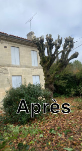Photo de galerie - Elagage et coupe d'arbres