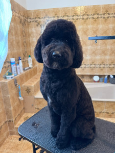 Photo de galerie - Coupe ciseaux 