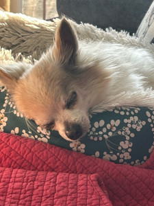 Photo de galerie - Garde animaux