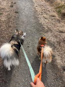 Photo de galerie - Garde chien