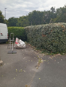 Photo de galerie - Taille de haies et d'arbustes