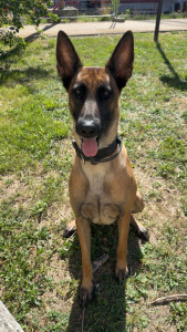 Photo de galerie - Garde chien