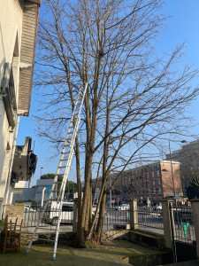 Photo de galerie - Elagage et coupe d'arbres