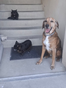 Photo de galerie - Mystic et Yoda 2petits chihuahua qui tape la pose avec le chien de la maison 
leurs maîtresses viennent de Paris et sont en vacances dans la région mais ne pouvant les prendre avec elles a cause du chien de leurs fils qui les héberge 