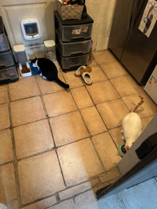 Photo de galerie - Garde de chat sur plusieurs jours