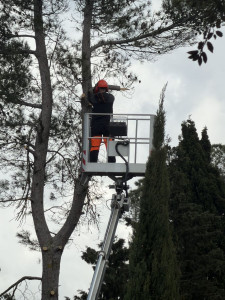 Photo de galerie - Élagage d'arbres préventif 