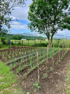 Photo de galerie - Plantation, tomates, chou, oignons, ail, betteraves, haricots etc…