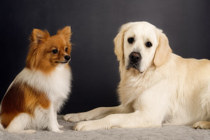 Photo de galerie - Mes 2 chiens 