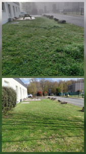 Photo de galerie - Réalisation d'une tonte 