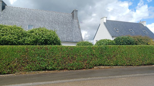 Photo de galerie - Taille de laurier palme