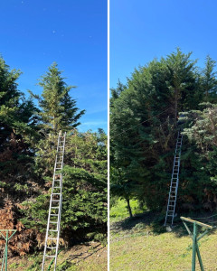 Photo de galerie - Rabattage d’une haie  