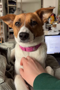 Photo de galerie - Garde de Bingo à mon domicile 