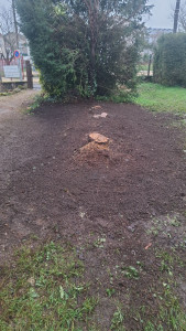 Photo de galerie - Fin   des travaux  en laissant  les souches à la demande du client 