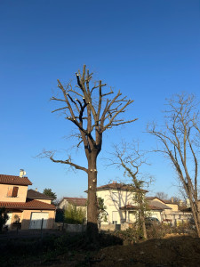 Photo de galerie - Elagage et coupe d'arbres