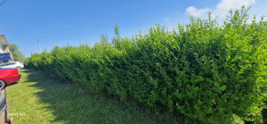 Photo de galerie - Taille de haies et d'arbustes