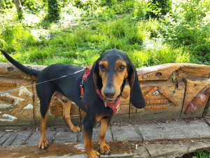 Photo de galerie - Je garde ce chien de chasse de race ( Bruno du Jura)
Il aime les balades, que je joue avec lui et je le câline 