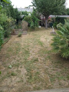 Photo de galerie - Tonte de pelouse - Débroussaillage