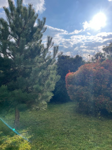 Photo de galerie - Après débroussaillage 