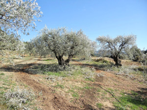 Photo de galerie - Taille d’Olivier 
