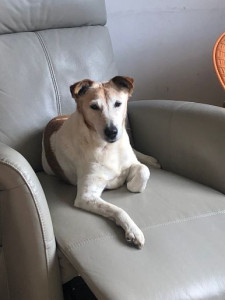 Photo de galerie - BOBY mon chien qui a vécu 16 ans et demi près de nous. Un chien extraordinaire !