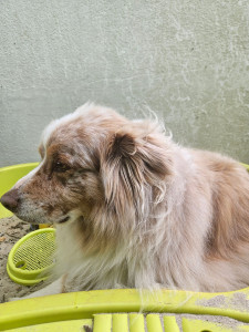 Photo de galerie - Je peux passer m'occuper à domicile de vos chiens mais chez moi c'est plus compliqué car j'en ai déjà trois