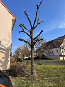 Photo de galerie - Élagage 